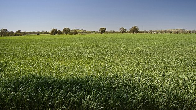 Heat-affected crop during a drought