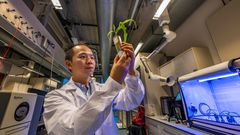 A scientist holding a plant