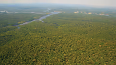 Amazon rainforest