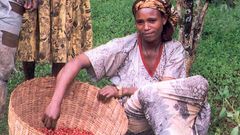 Female coffee farmer in Ethiopia