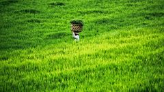 A farmer walking the ricefields in Bali, Indonesia