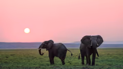 Two elephants roaming while the sun sets
