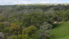 A forest from above