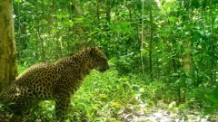 A Javan leopard syanding in a forest
