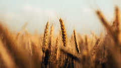Wheat growing in a field under a blue sky