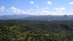 oil pal plantation in Cigudeg