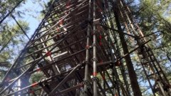 A view from the ground of a tower in a forest