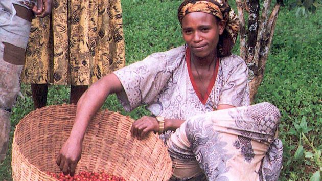 Female coffee farmer in Ethiopia