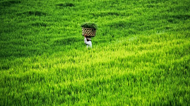 A farmer walking the ricefields in Bali, Indonesia