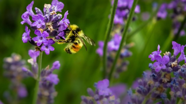 A bee on a purple flower