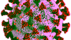 Image of the ultrastructural morphology exhibited by coronaviruses