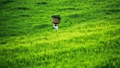 A farmer walking the ricefields in Bali, Indonesia