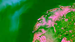 A satellite image of the Dutch tulip fields and phytoplankton in the North Sea