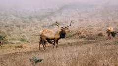 A big grazer in a field