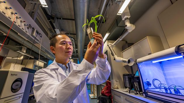 A scientist holding a plant