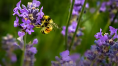 A bee on a purple flower