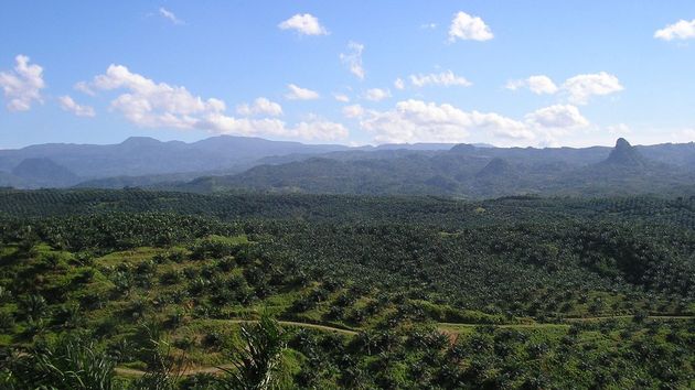 oil pal plantation in Cigudeg