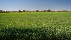 Heat-affected crop during a drought