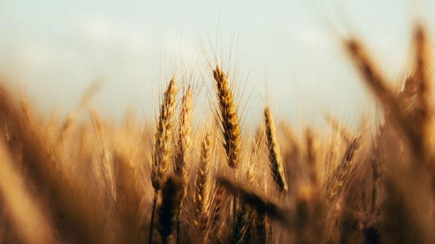 Wheat growing in a field under a blue sky