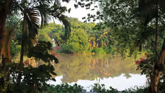 A lake surrounded by tropical forest