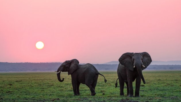 Two elephants roaming while the sun sets