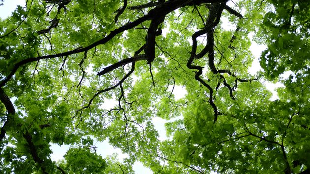 A canopy from below