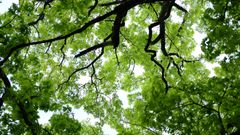A canopy from below