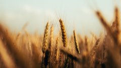 Wheat growing in a field under a blue sky