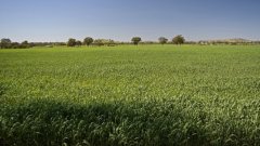 Heat-affected crop during a drought