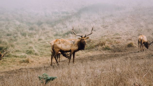 A big grazer in a field