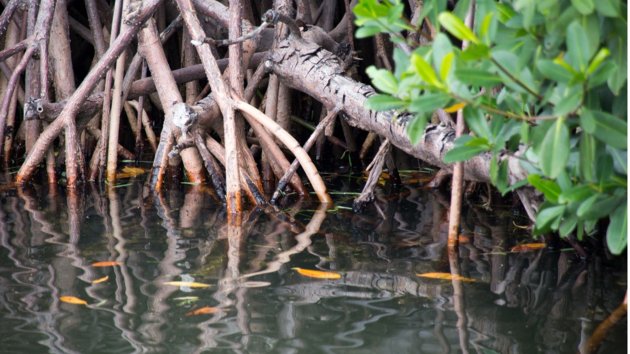 Trees in a mangrove